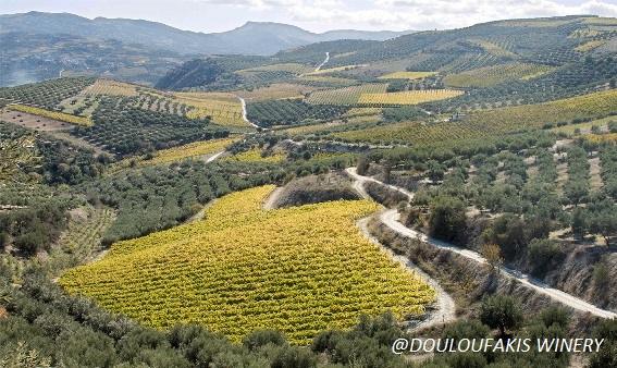 2018 - Fall tasks in the vineyards
