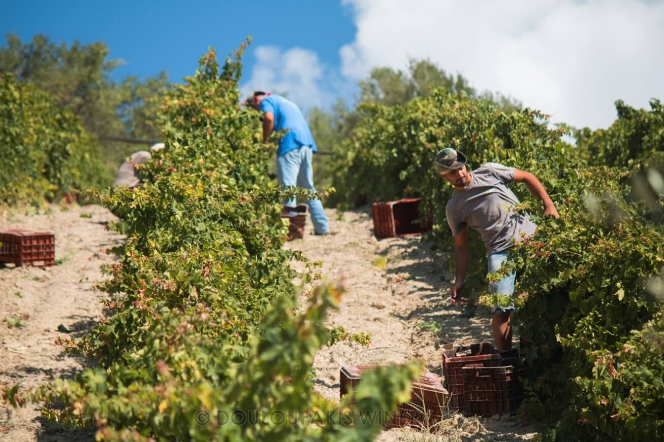 Grape Harvest Report 2019