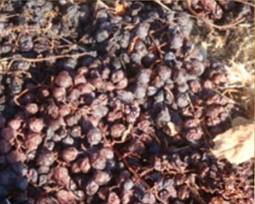 2012 - Passum wine