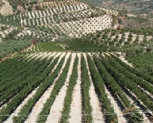 2012 - Harvest  Douloufakis winery