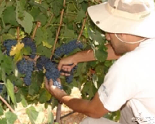 2012 - Harvest: Photo highlights