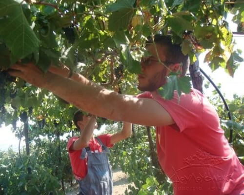 2013 - Harvest