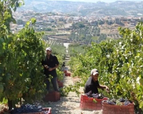 2014 - Harvest