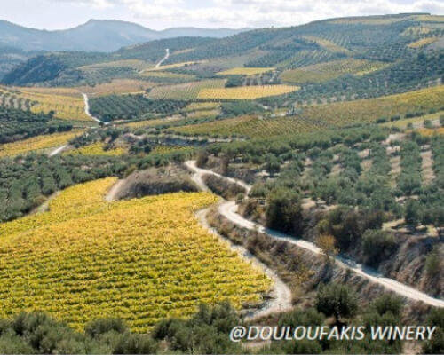 2018 - Fall tasks in the vineyards