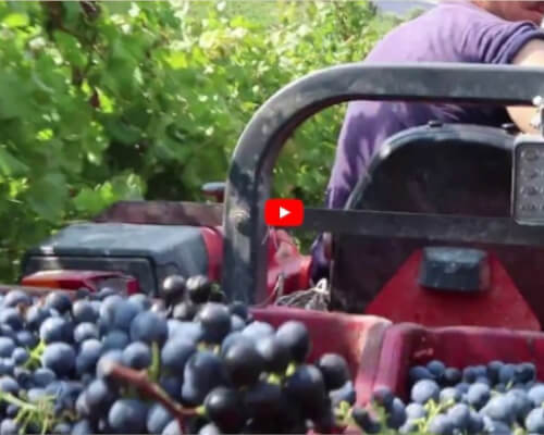 2018 - Harvest Report