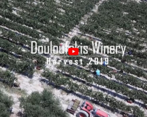 Grape Harvest Report 2019